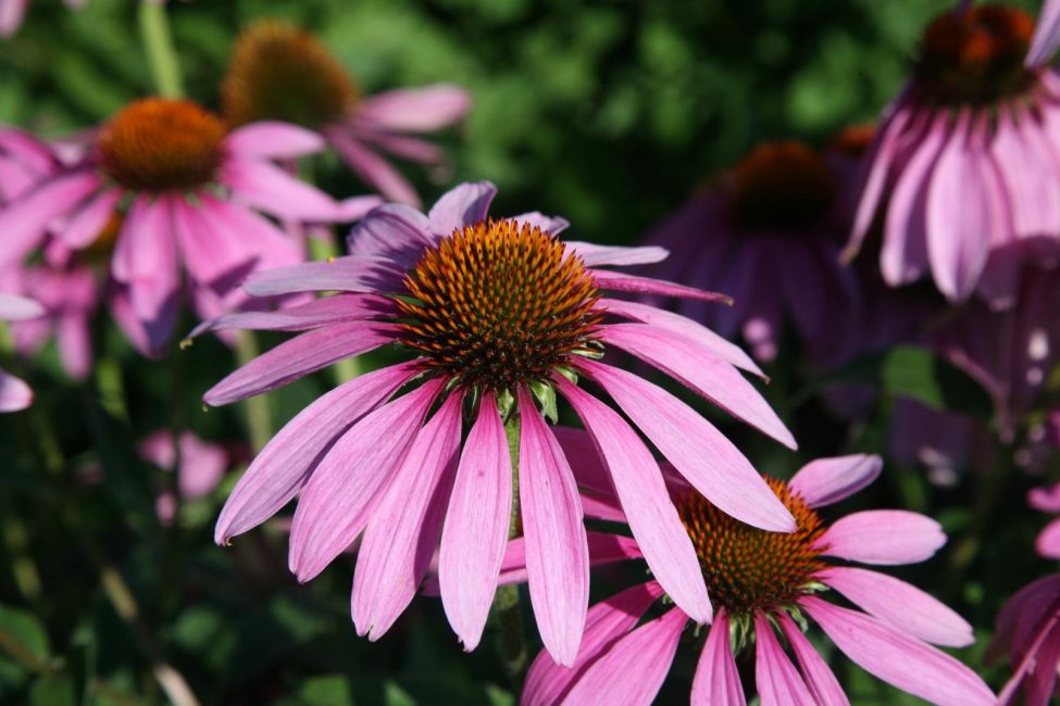 تُستخدم الزهور الأرجوانية الجميلة من Rudbeckia (Echinacea) لإنشاء تنسيقات الأزهار في الحديقة وعلى العشب. الألوان الزاهية تجعل هذا التنوع أكثر ربحية.