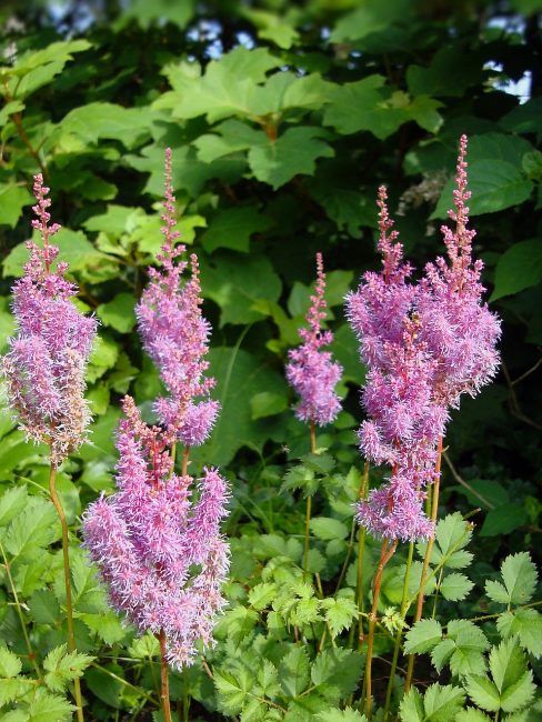 Astilbes في الظروف الطبيعية