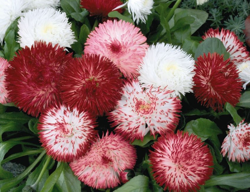 Daisies of the Habanera variety (khabarena).