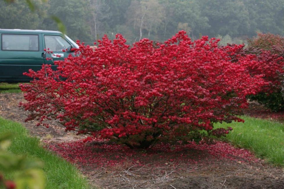 Euonymus قزم