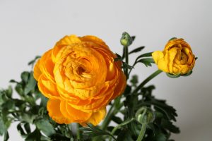 Ranunculus (Buttercup): description, types and varieties, cultivation and reproduction, planting in open ground and care, useful properties (50 Photos & Videos) + Reviews