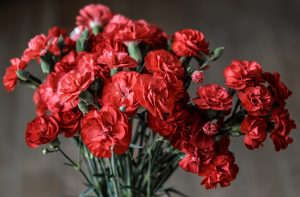 Carnation flower - description, types and varieties, methods of cultivation and reproduction, planting and care (60+ Photos & Videos)