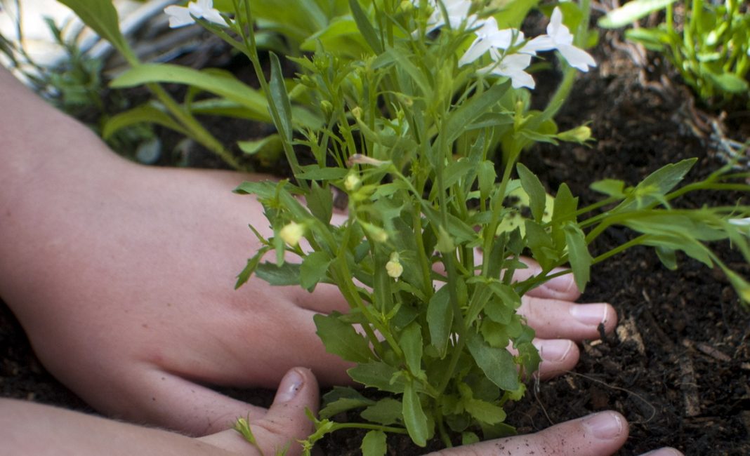 planting lubelia