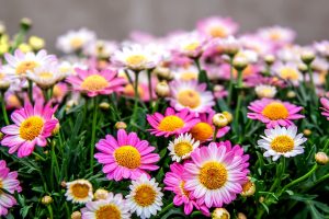 Chrysanthemum home: description, varieties, growing in pots, care and reproduction, possible diseases (40+ Photos & Videos) + Reviews