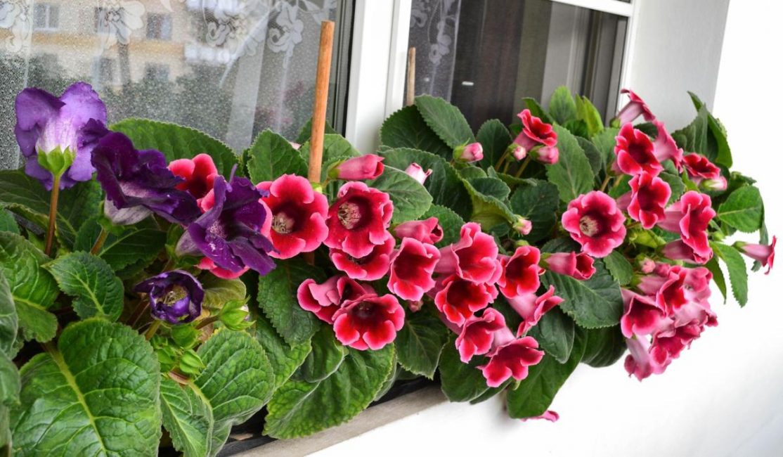 Gloxinia يسينيا