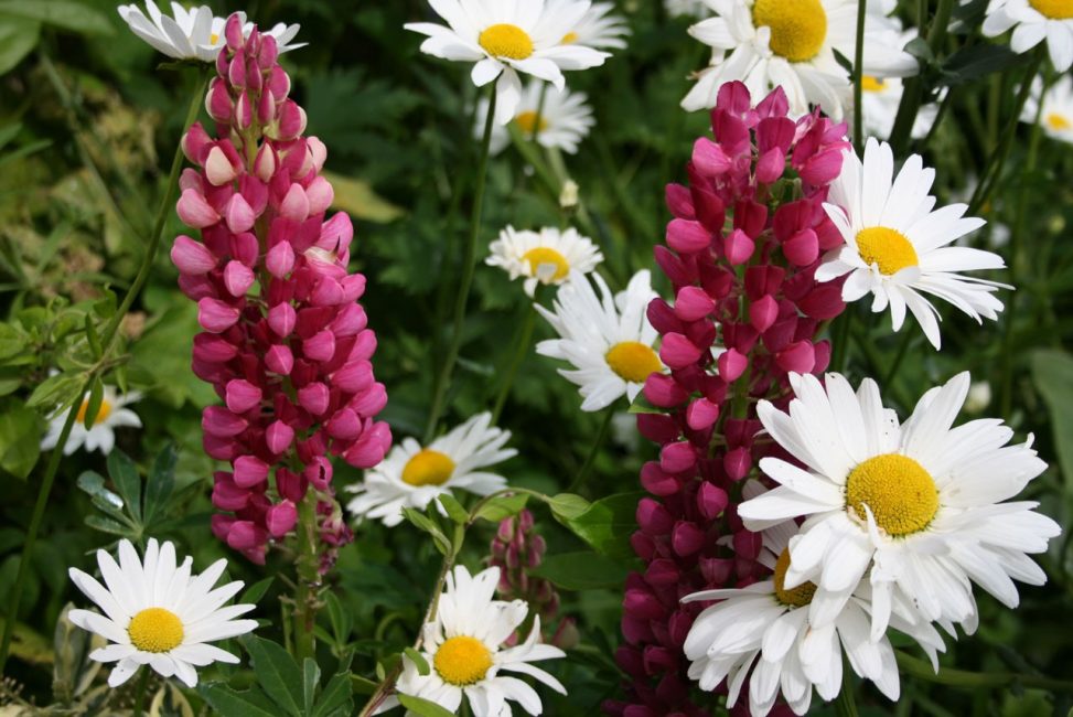 Beauty from different types of flowers (Daisies and Lupins)