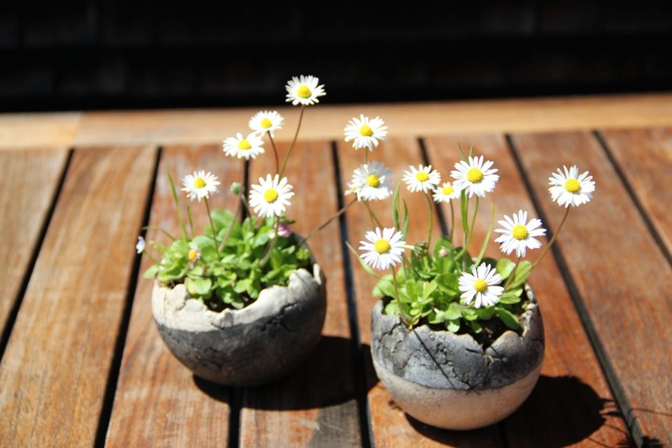 Daisies in decorative pots