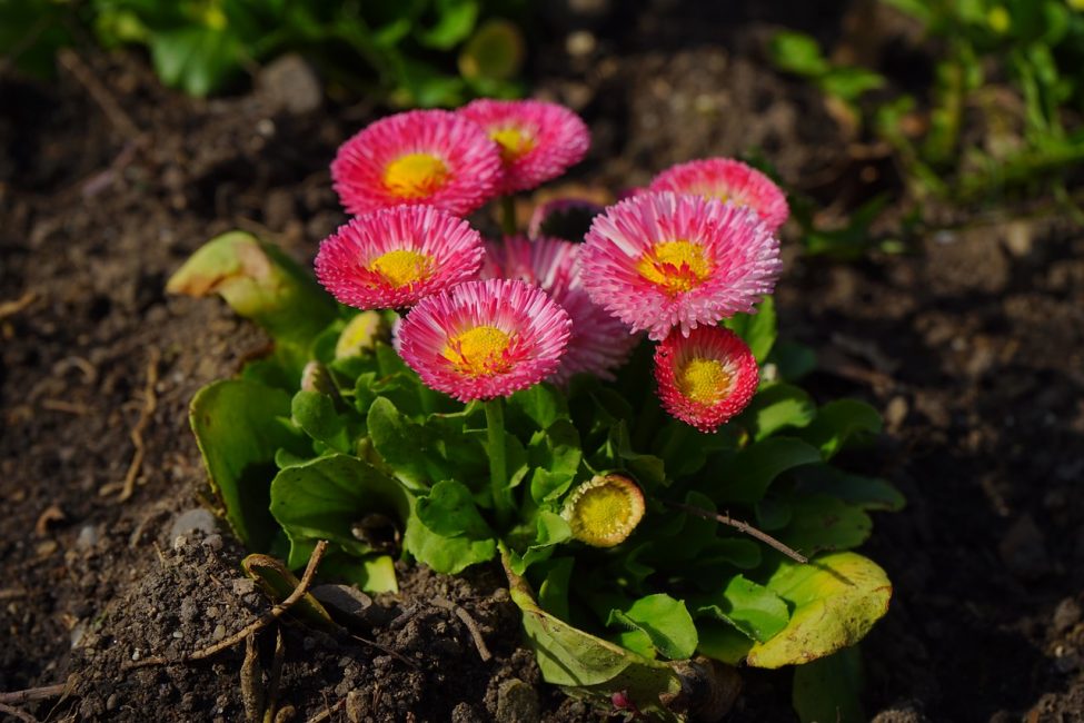 miniature daisies