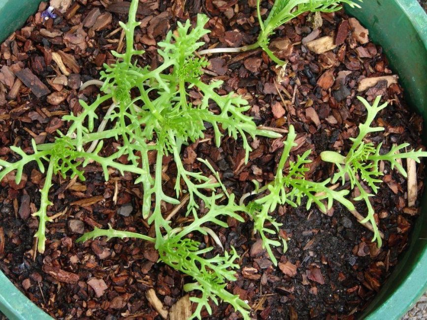 Shoots of daisies a week before planting