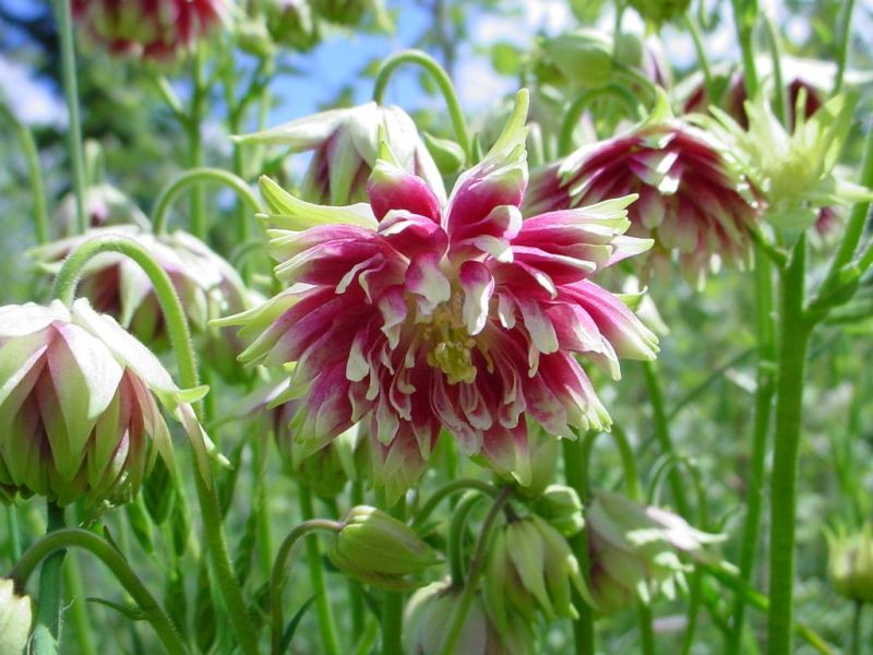 Aquilegia vulgaris نورا بارلو