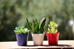 Succulents: Description, Types, Growing, Planting, Reproduction and Home Care, useful properties (70+ Photos & Videos) + Reviews