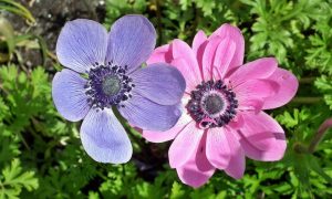 Anemones: 25 species, features of reproduction and care, planting in open ground, forcing in winter, description of the medicinal properties of the plant (50+ Photos & Videos) + Reviews