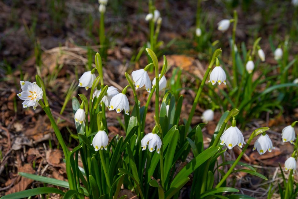 Snowdrop