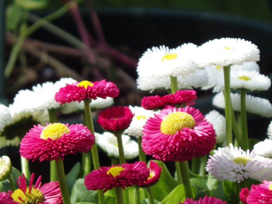 White and red daisies