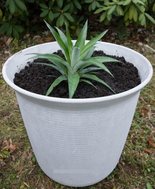 Pot d'ananas de taille appropriée