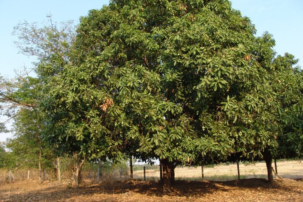 manguier de taille moyenne