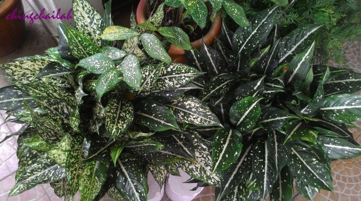 مضلع Aglaonema