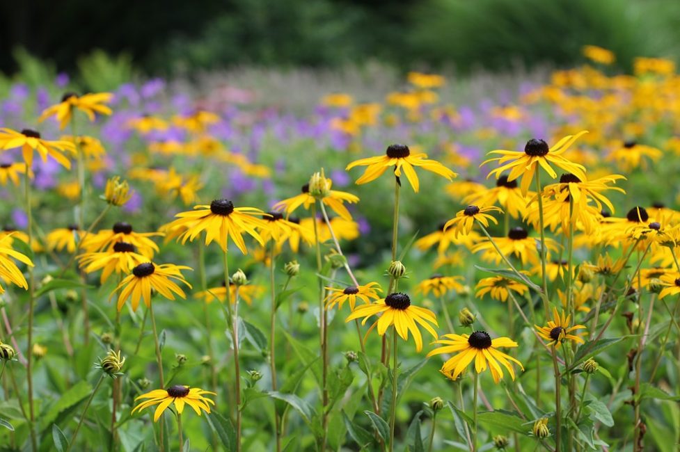 Rudbeckia في المقدمة. تبدو جميلة على خلفية الزهور الأرجوانية.