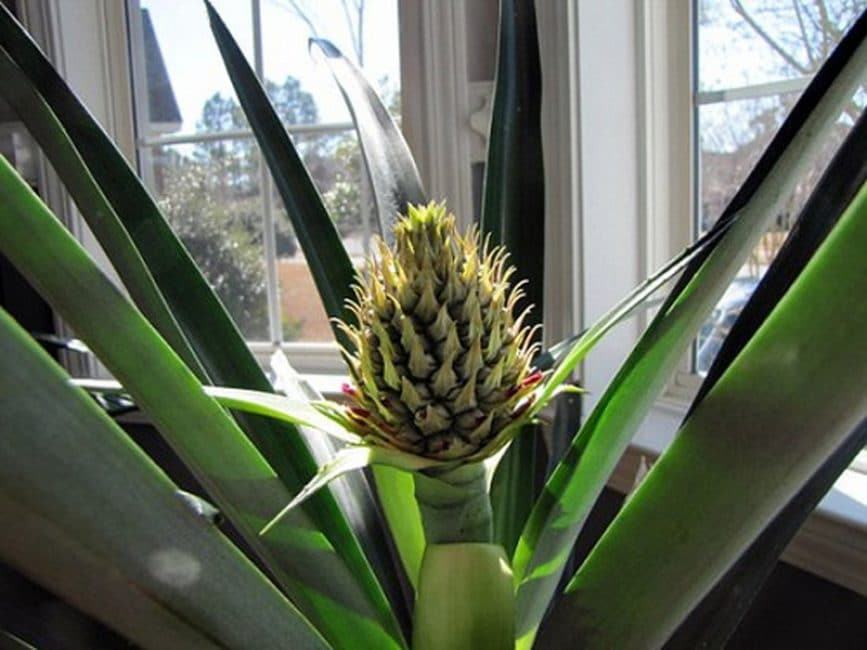 Inflorescence d'ananas cultivé à l'intérieur