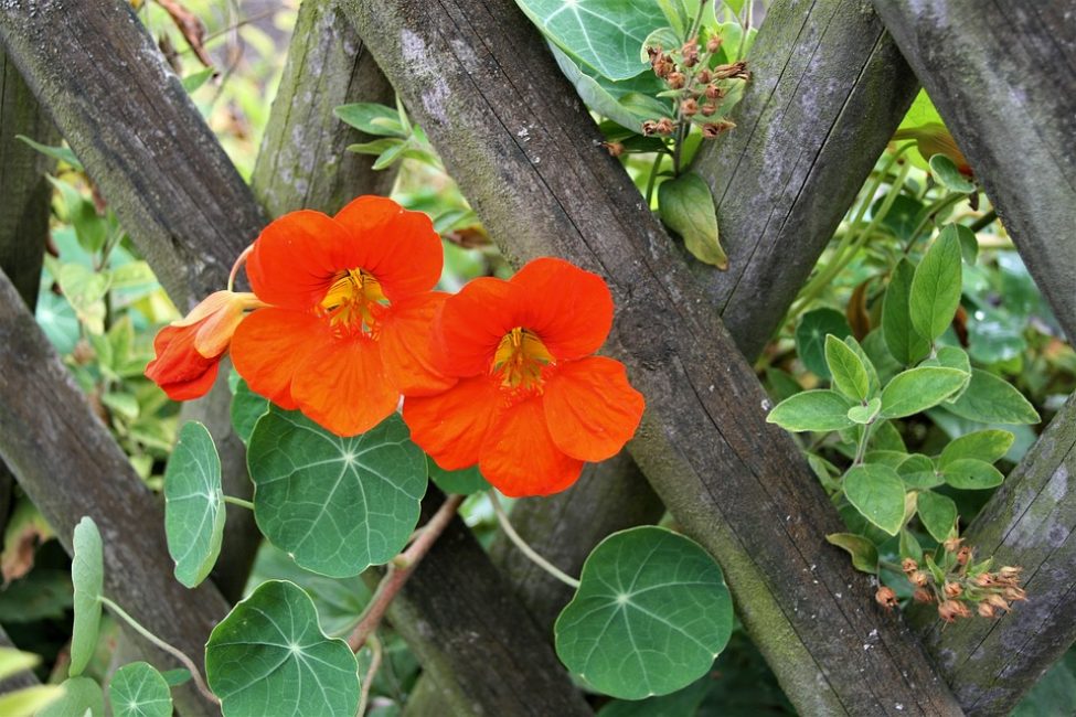 Nasturtium'un tırmanma biçimlerinden biri