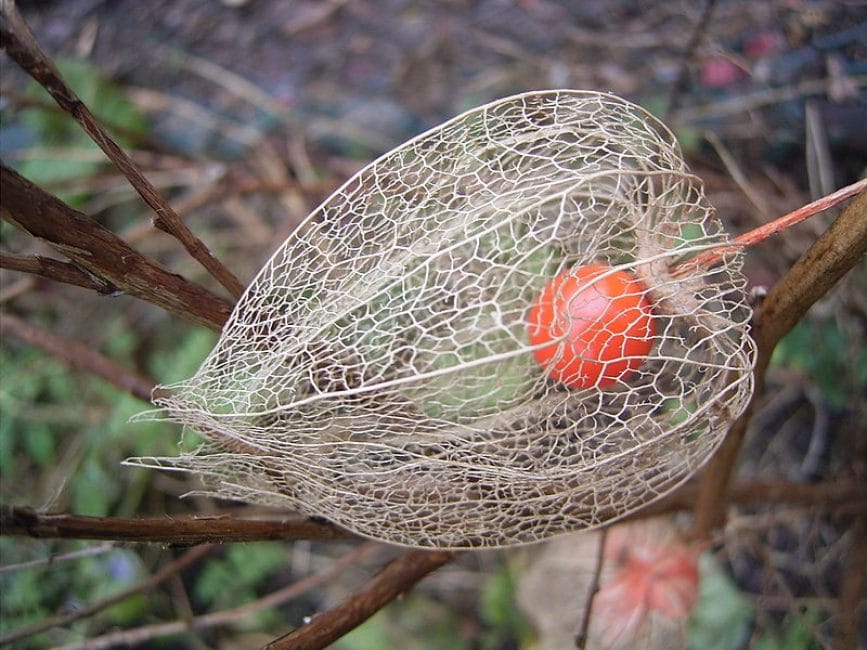 الفاكهة الناضجة من Physalis بدون أنسجة غلافية من الغلاف الخارجي.