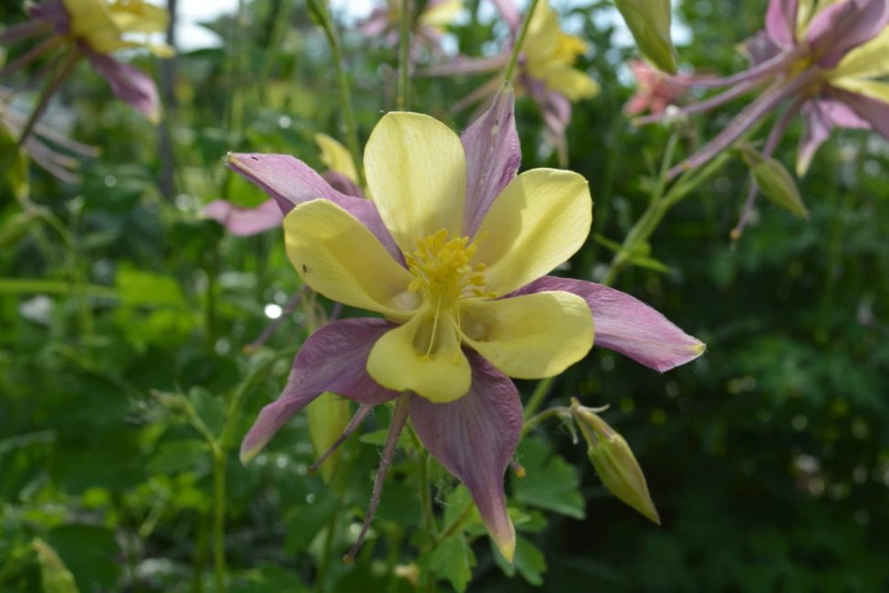 زراعة ورعاية Aquilegia