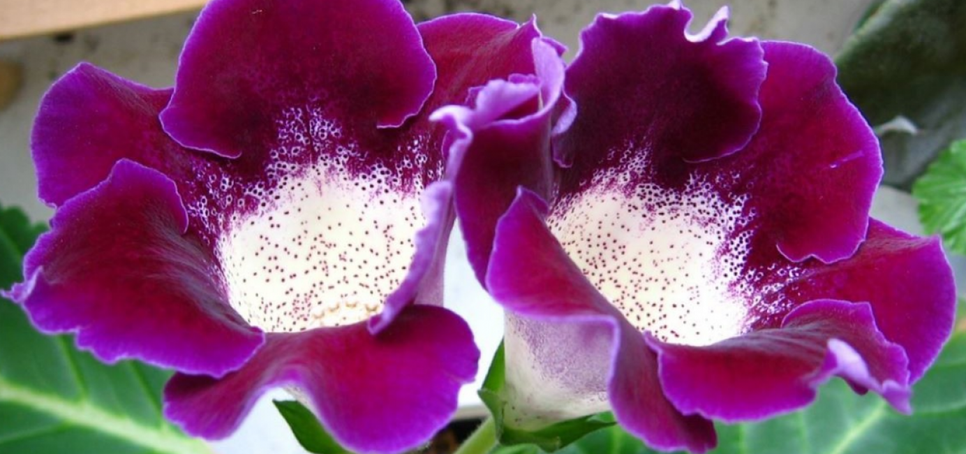 Gloxinia الجميلة