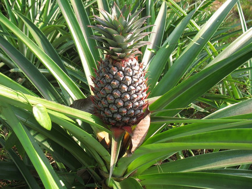 Semis d'ananas avec des feuilles qui poussent à travers