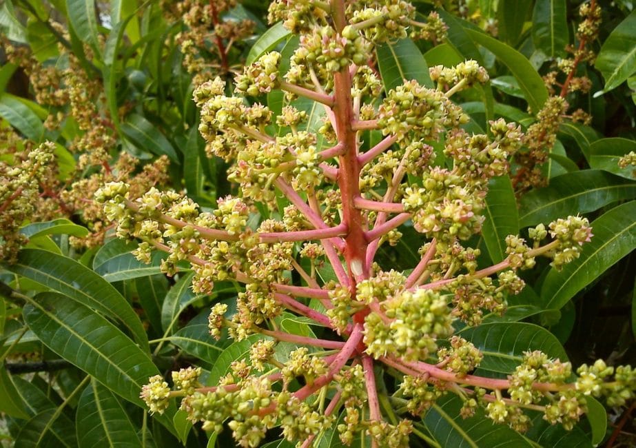 Inflorescence émergente du manguier