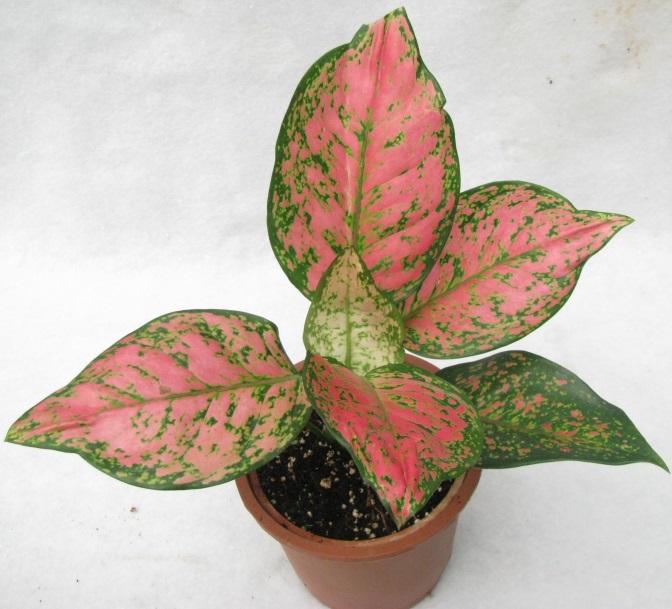 أوراق Aglaonema Siamese ، والتي لها صبغة أرجوانية على الأوراق