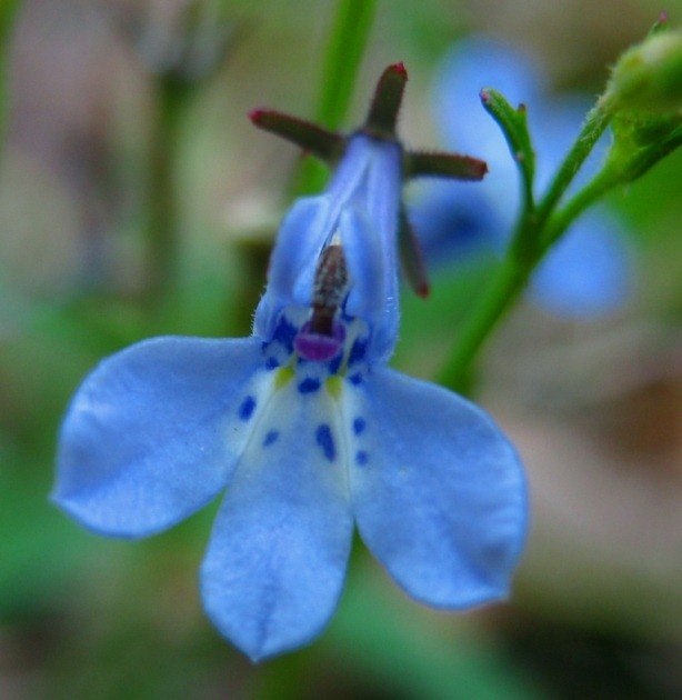 One of the wild forms of Lubelia