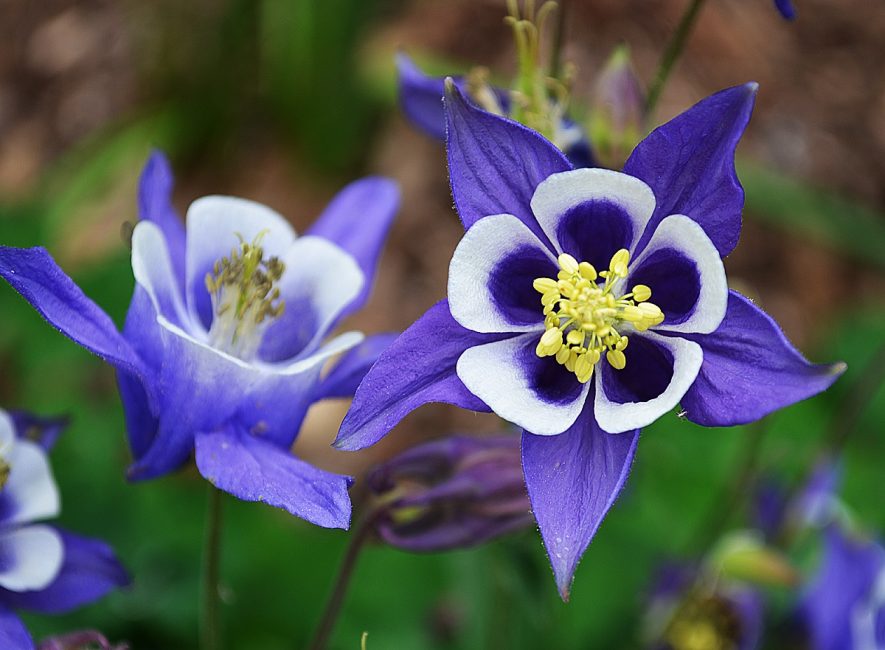 Aquilegia vulgaris