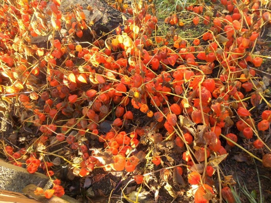 Physalis برية مع عدد كبير من الفاكهة ، تزرع في ظروف طبيعية