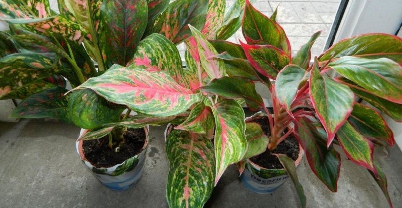 Aglaonema على حافة النافذة الشمالية