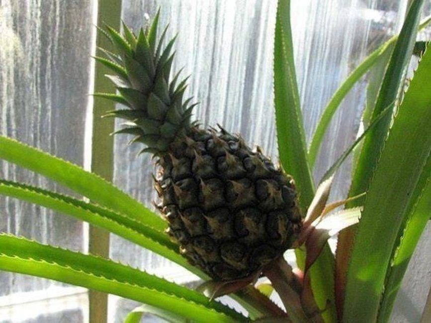 Ananas qui manque de lumière. Un allongement net de la tige et du cône de croissance est perceptible