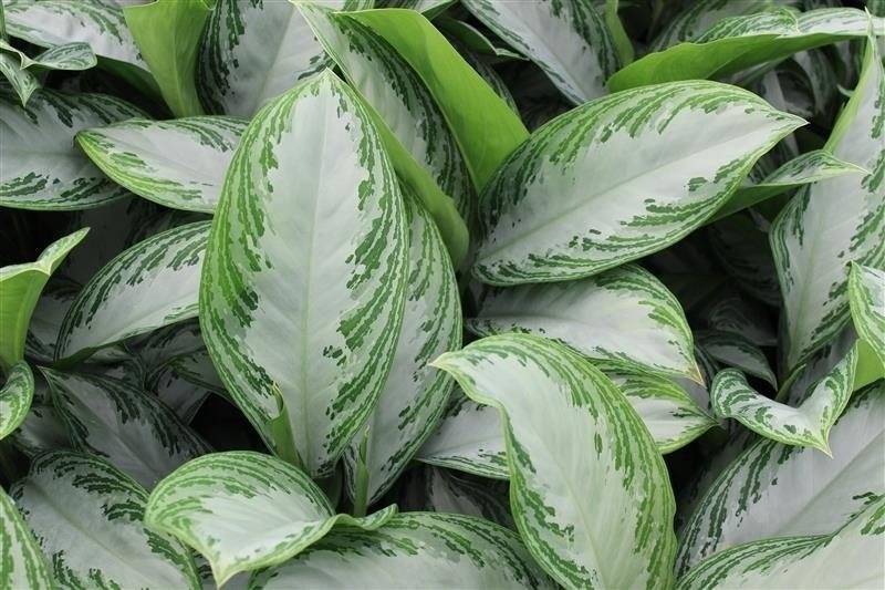 Aglaonema Silver Queen مع القليل من المساحات الخضراء على الأوراق