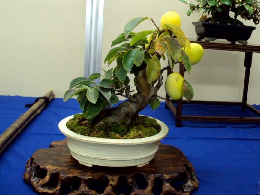 Voltige dans la culture de la mangue : une plante fruitière à la manière d'un bonsaï