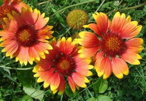 Gaillardia المعمرة: الوصف ، والنمو من البذور ، والزرع في أرض مفتوحة والرعاية (45+ صور ومقاطع فيديو) + التعليقات