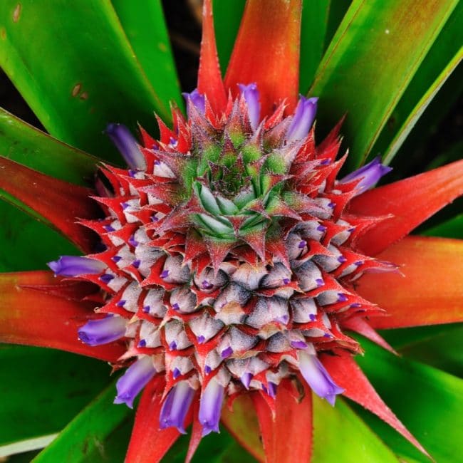 Inflorescence d'ananas. Les fleurs y sont disposées en spirale.