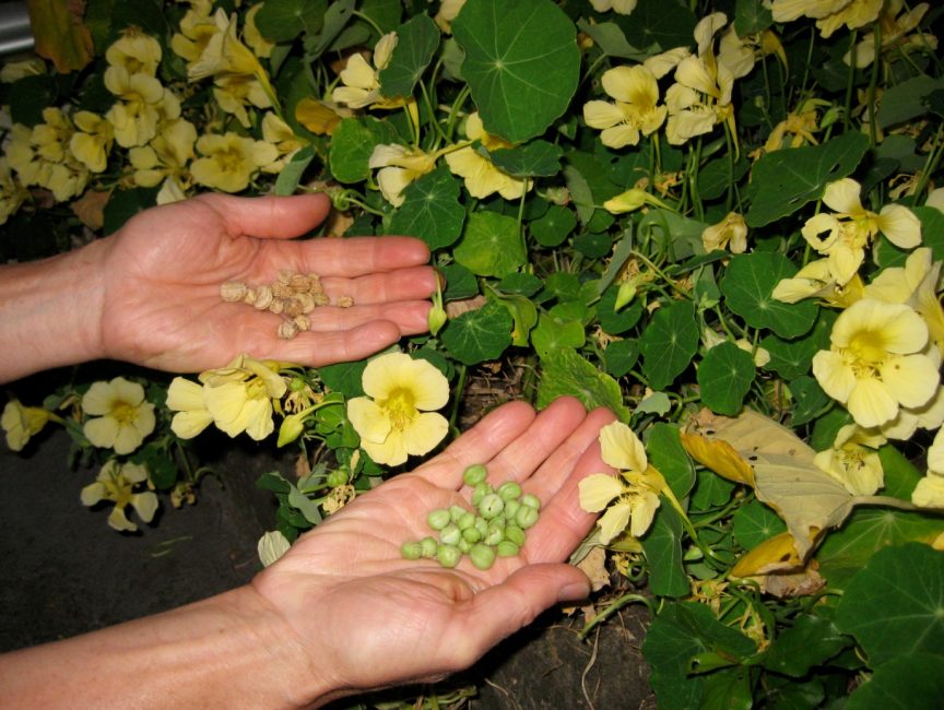 Nasturtium tohumları bağımsız olarak toplanabilir ve sonraki yıllarda ekilebilir