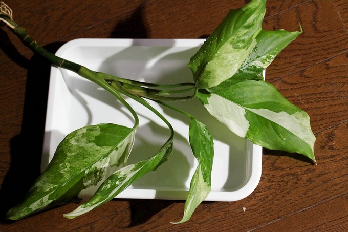 تنبت قطع aglaonema