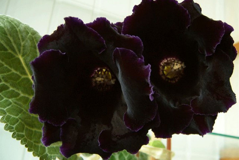 gloxinia الظلام