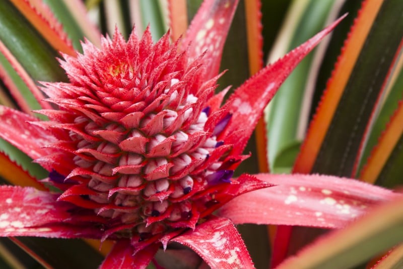 fleur d'ananas décorative