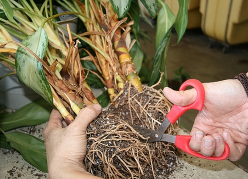 فصل شجيرة aglaonema أثناء الزرع