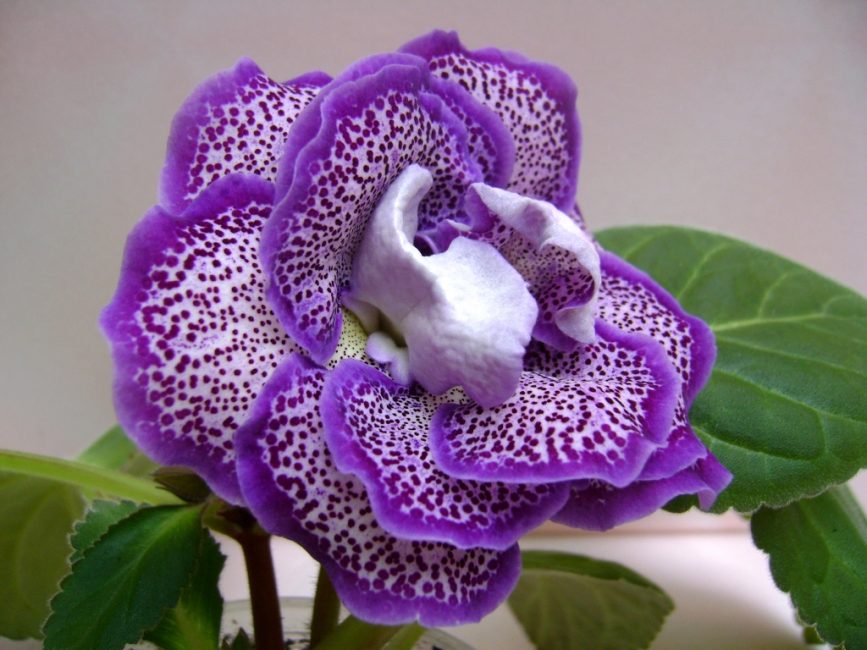 gloxinia في المنزل