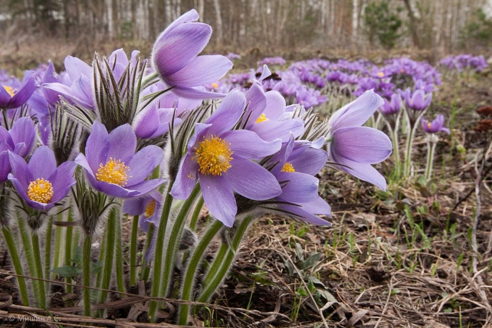 Pulsatilla عادي