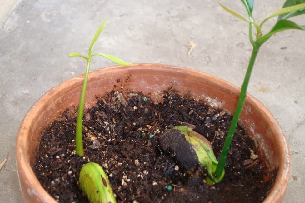 Mangue plantée dans un pot