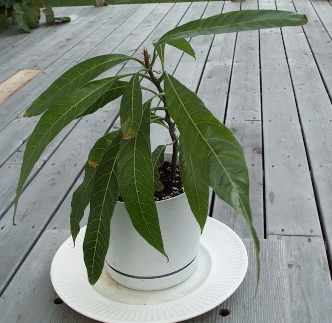 Mangue un an après la plantation