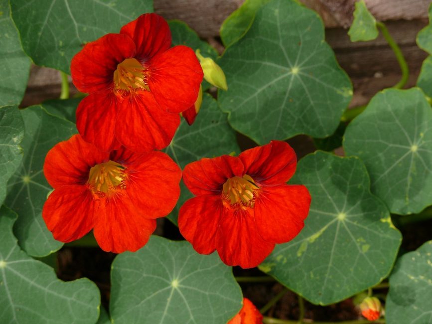 Mayıs nasturtium: çeşitlerden biri