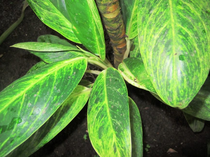 تعديل Aglaonema (أو قابل للتغيير). جذع سميك مرئي